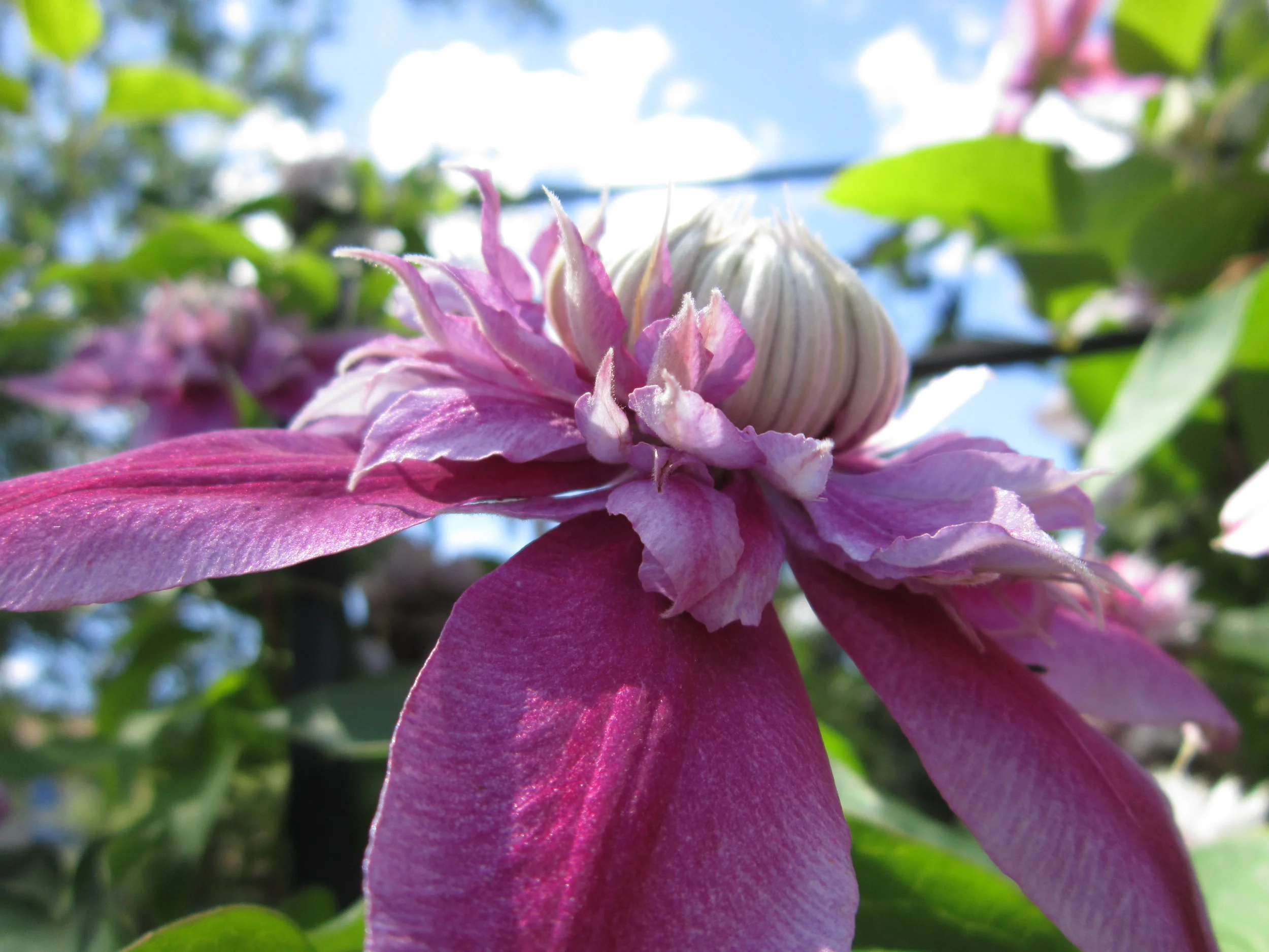 Flowers at grandma's house
