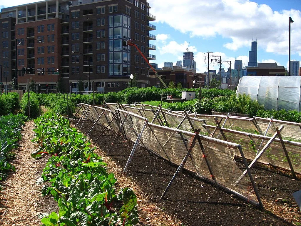New_crops-Chicago_urban_farm.jpg