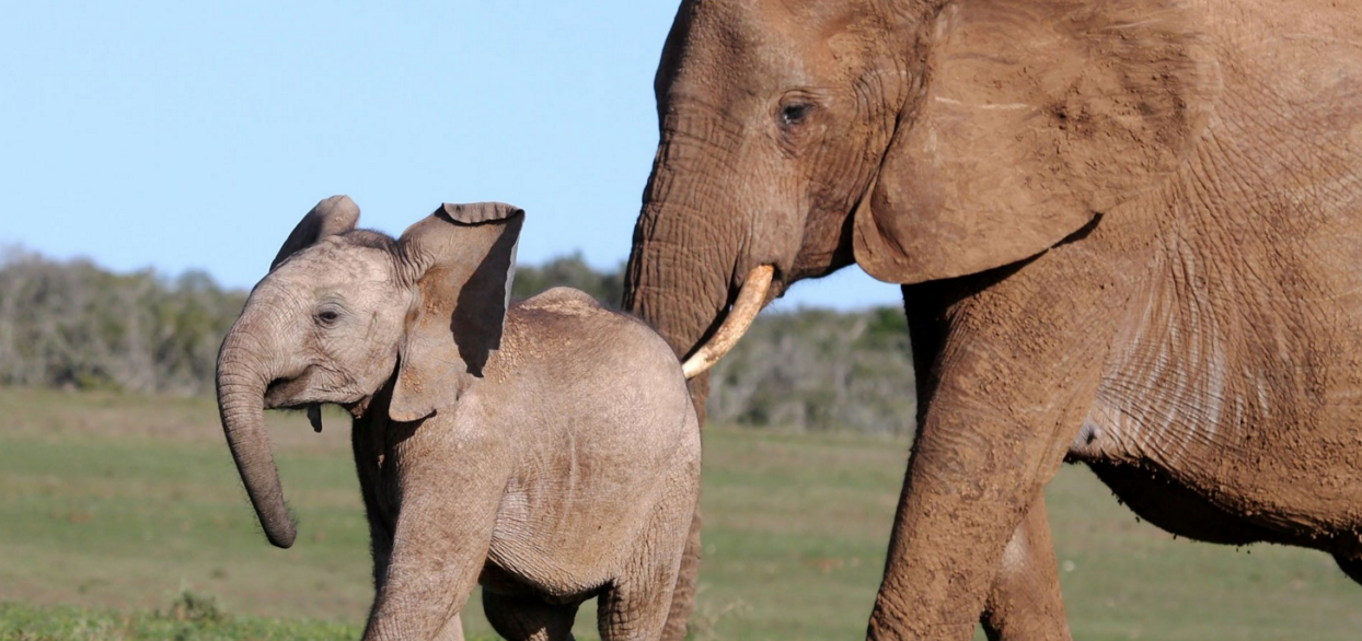 The psychologist Jonathan Haidt thinks of the subconscious as an elephant, the conscious as the rider. The rider is mostly in charge. The elephant will follow her/his lead. Unless it wants to go somewhere else. The concept of "nudge" is about designing pathways to make it easy for the elephant to follow the path we want it to go down.