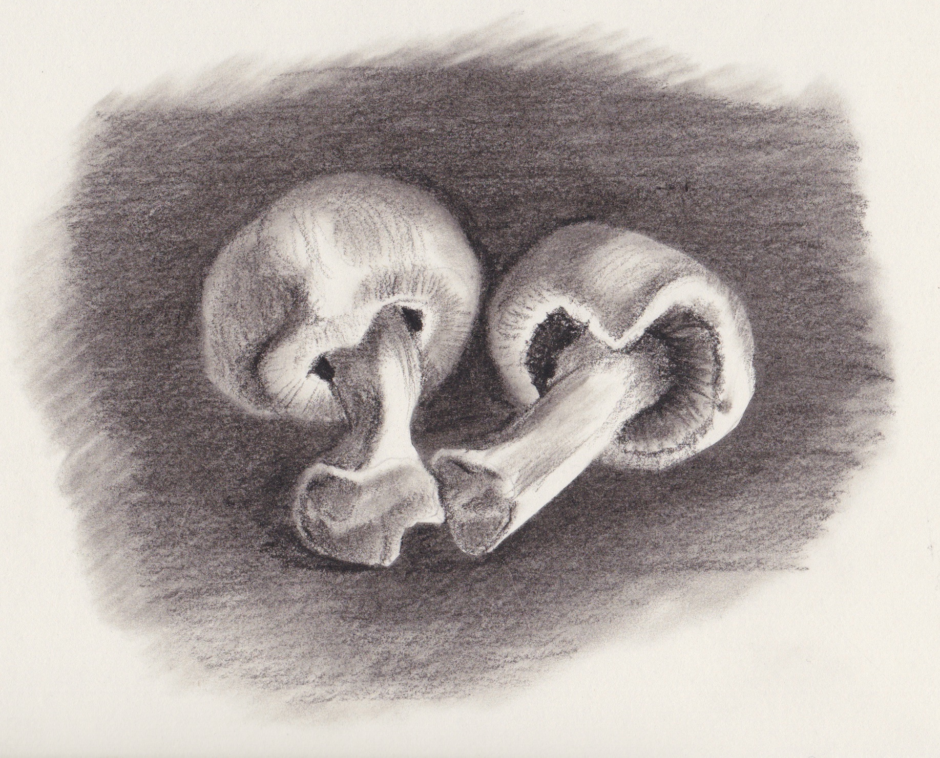 Mushrooms