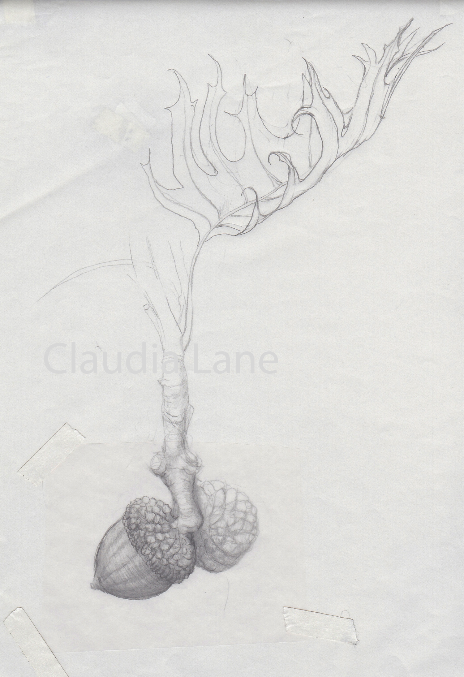 Acorn drawing