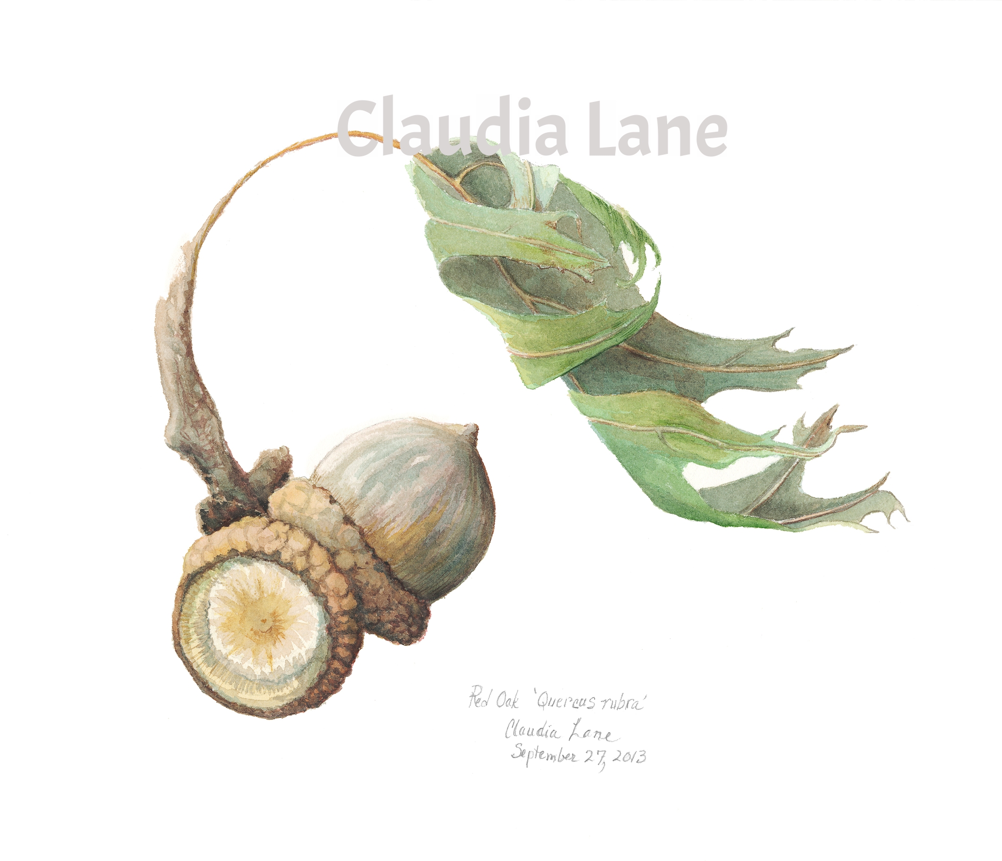 Acorn study