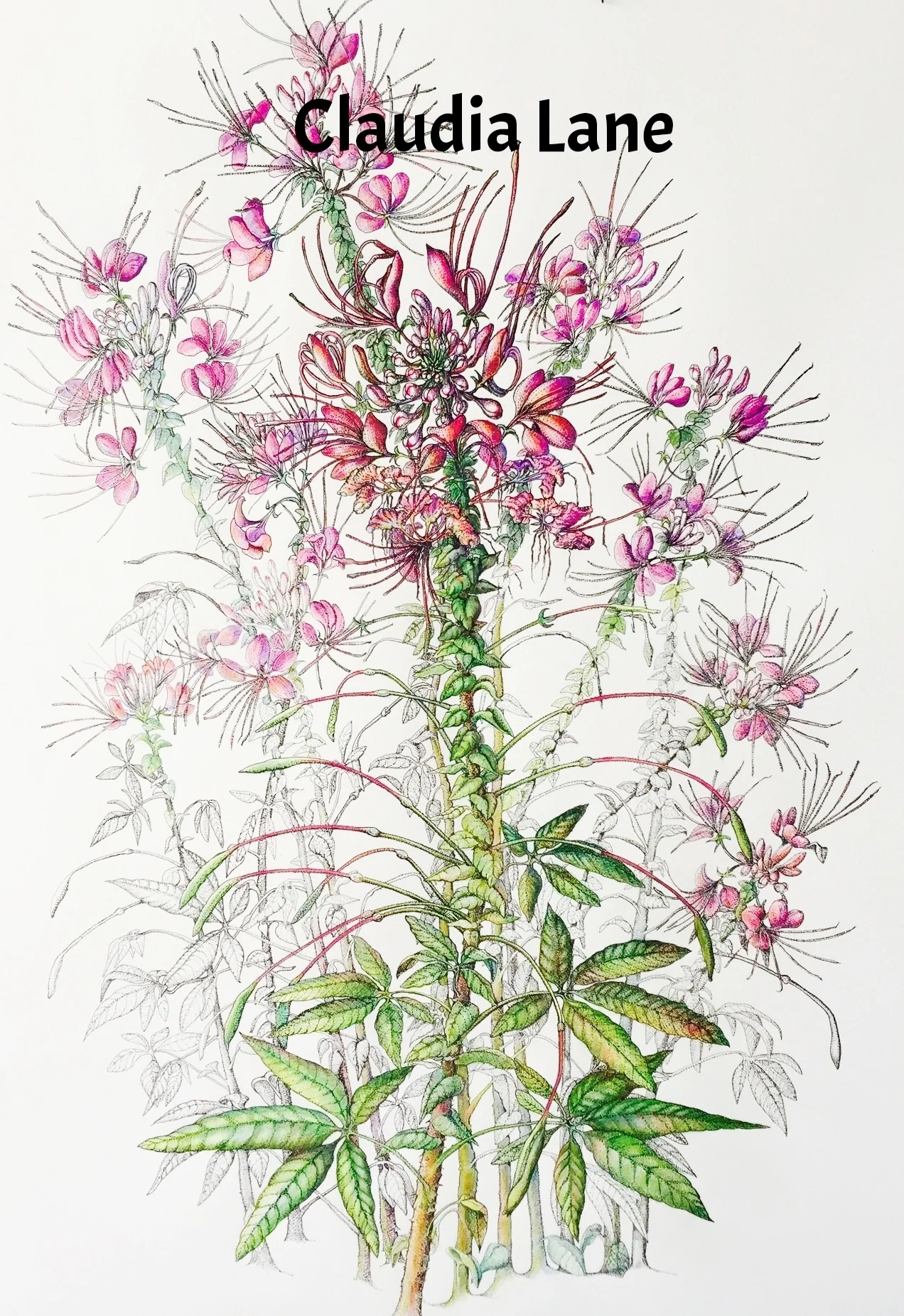 Stand of Cleomes, tinted