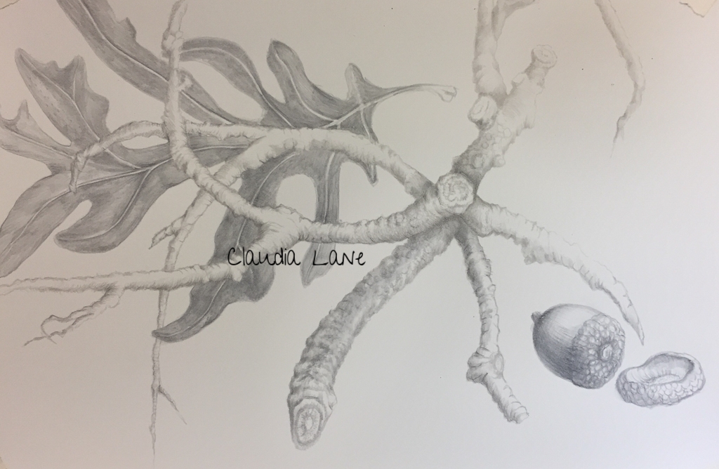 Oak and Acorn