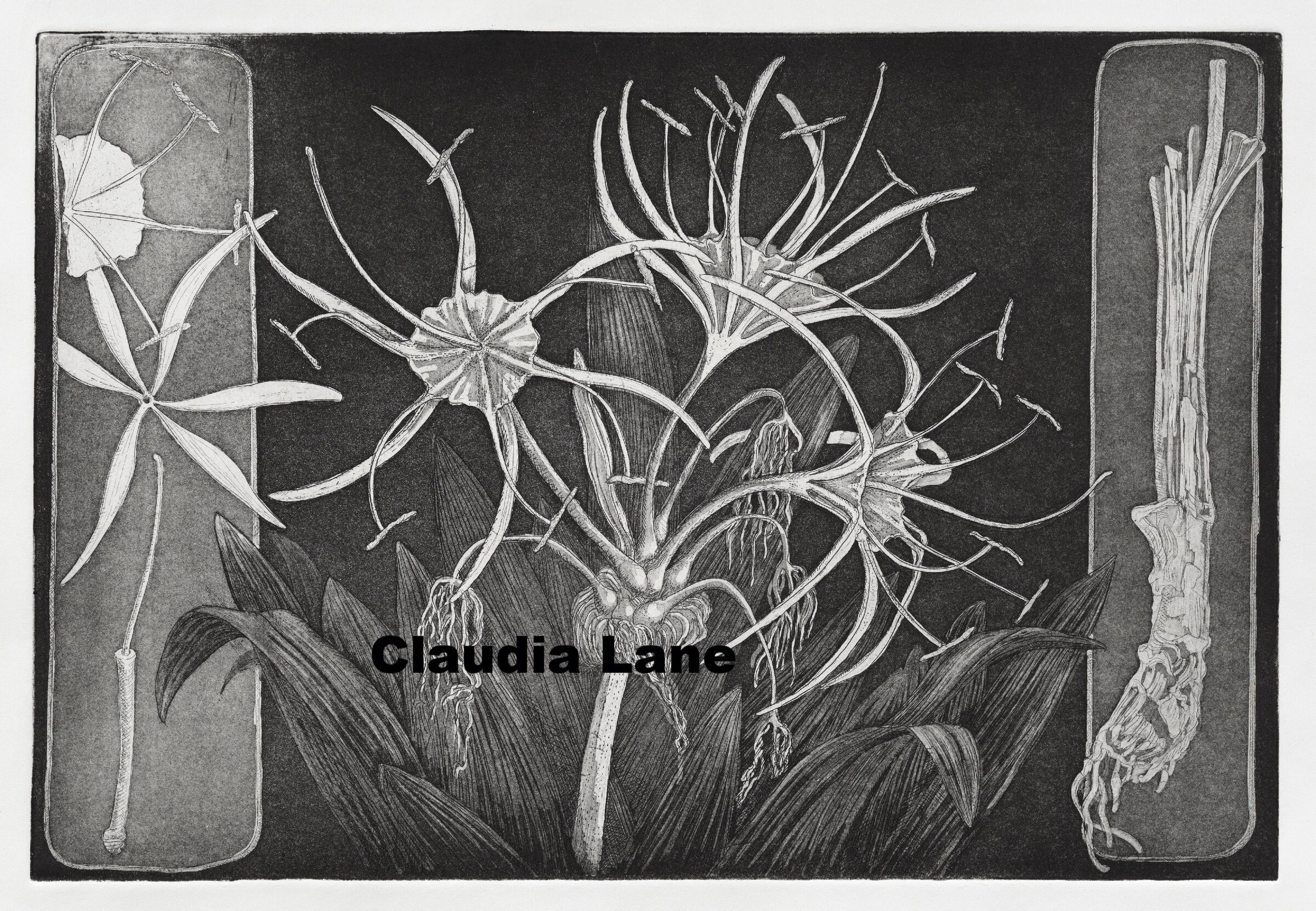 Spider Lily, Hymenocallis caroliniana