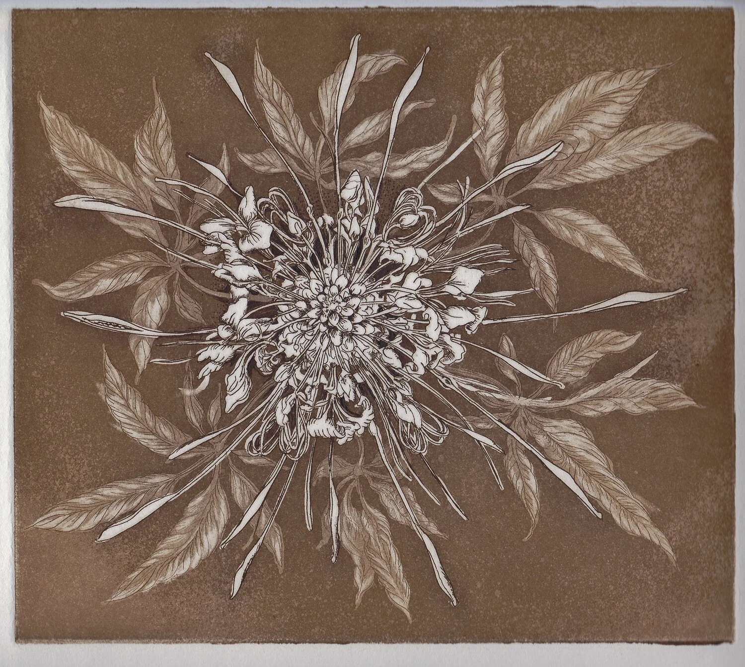 Bird's Eye View, Cleome hassleriana, neutral