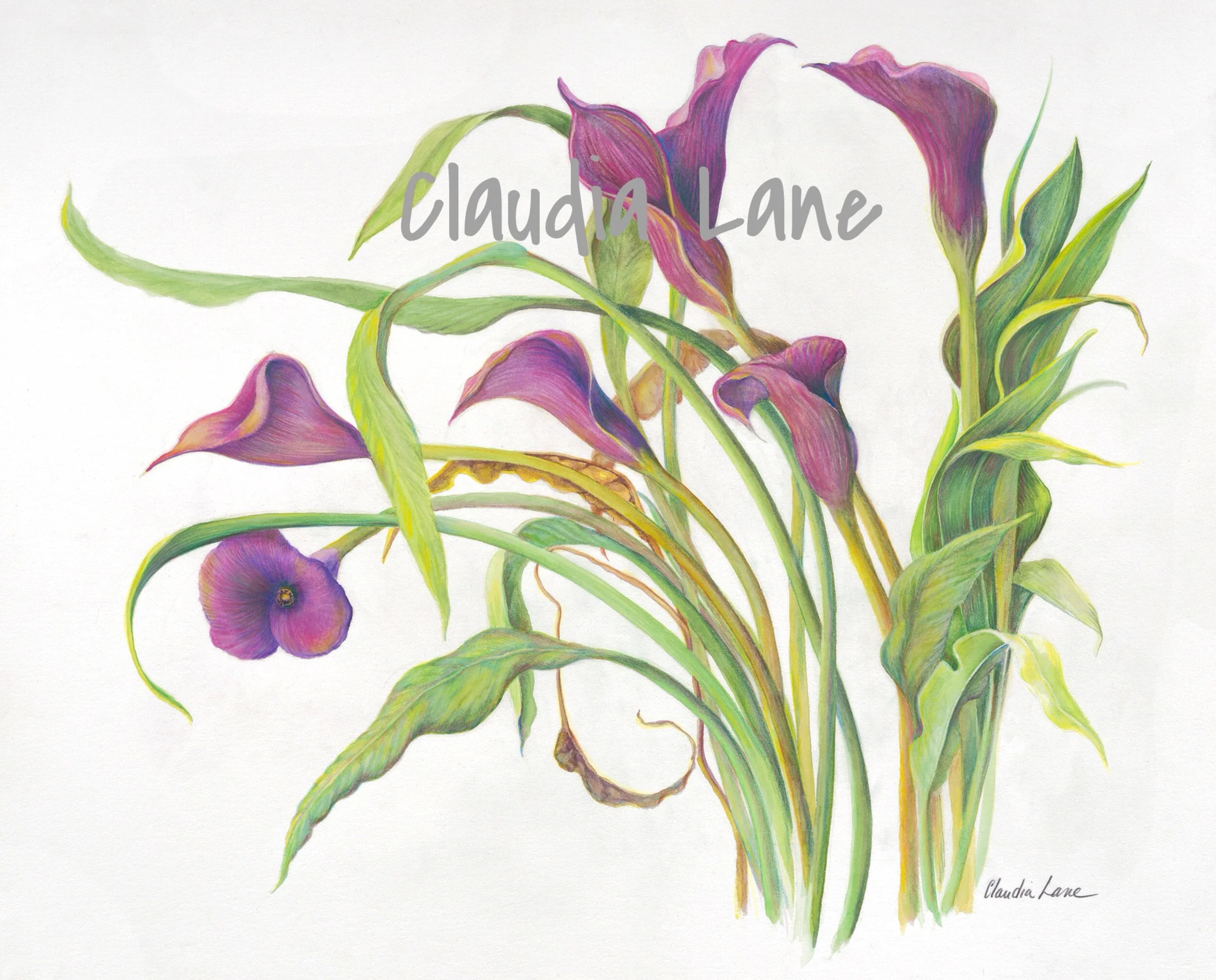 Calla Lily Plant