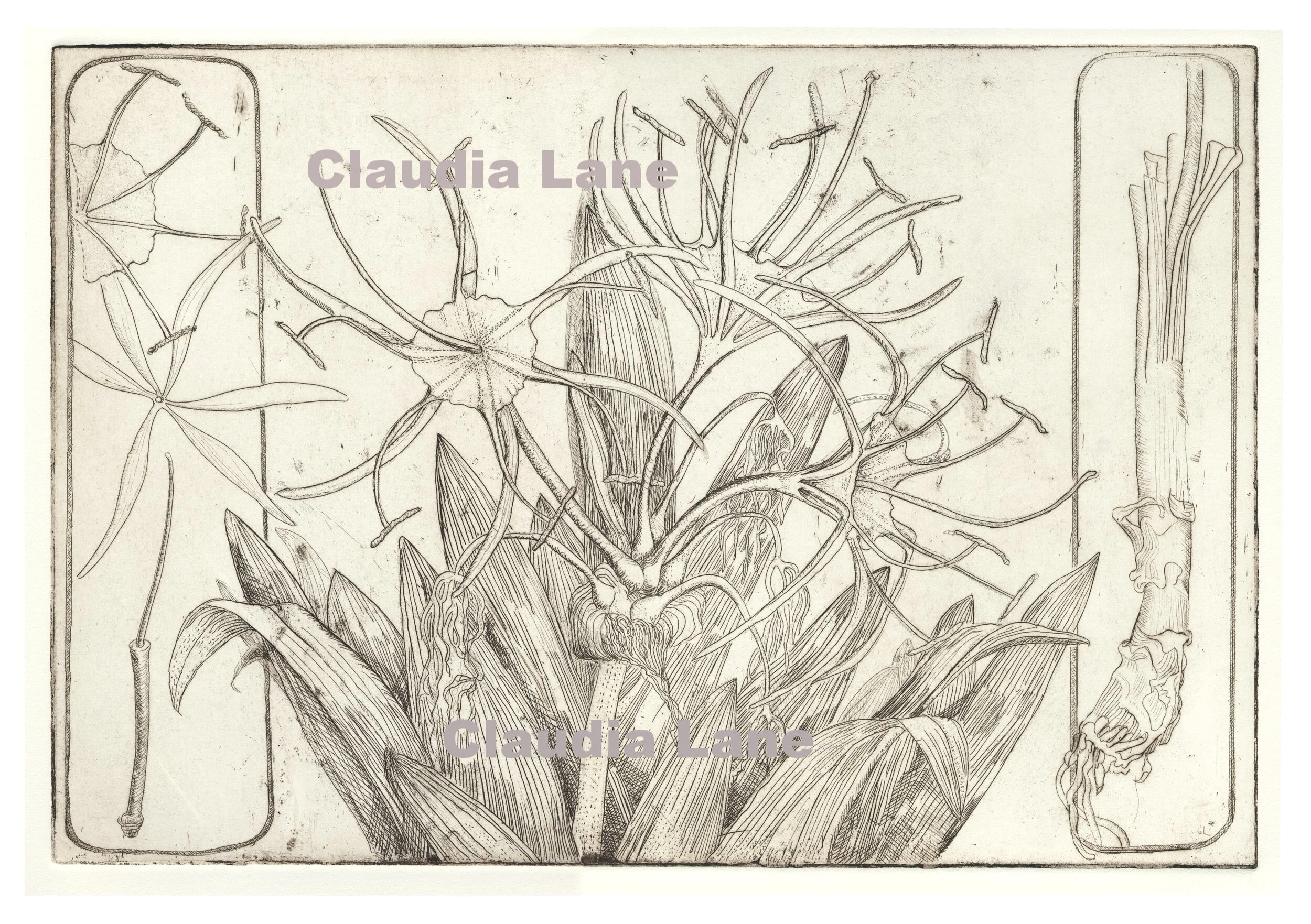 Claudia+etching+Hymenocallis+corrected.jpg