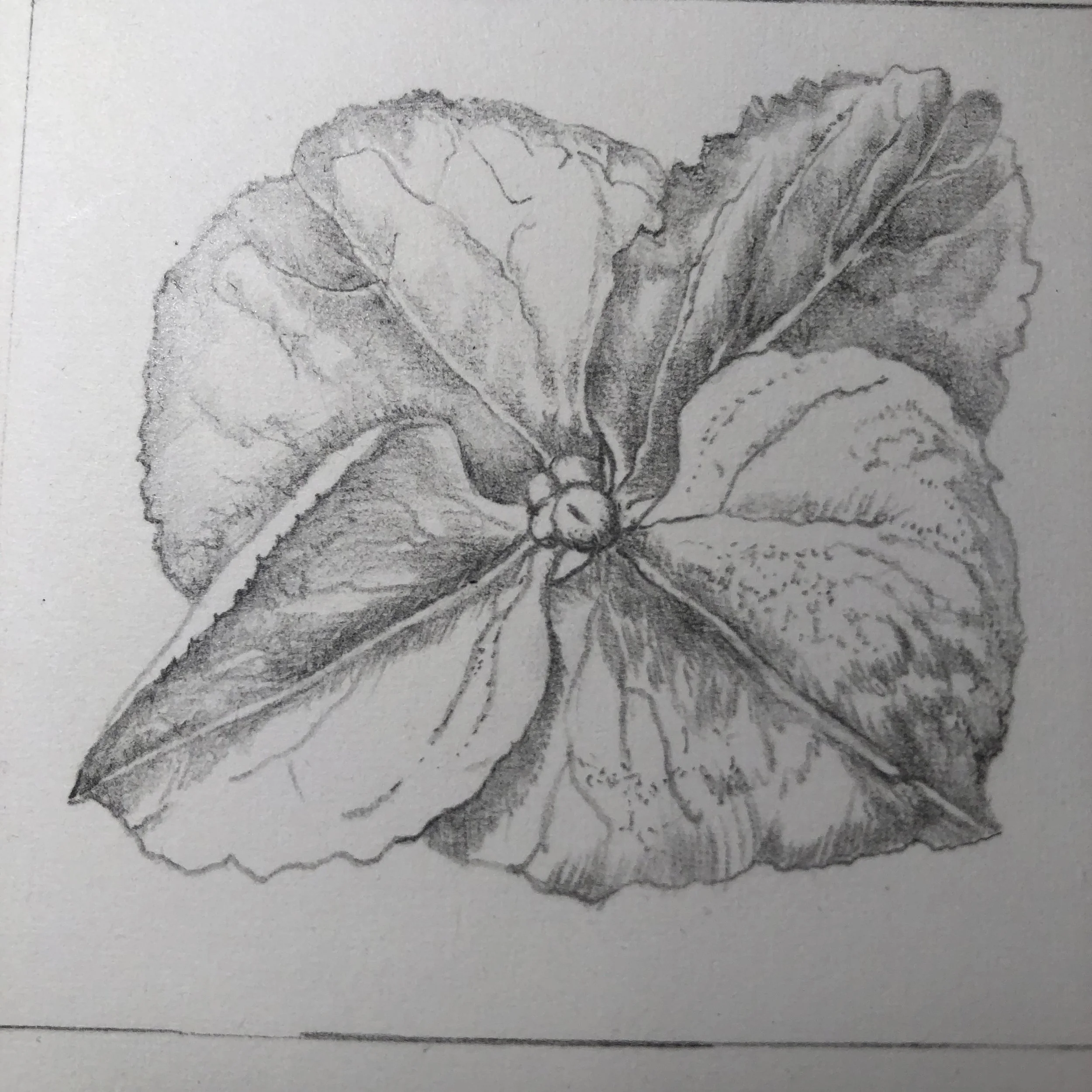Hydrangea flower