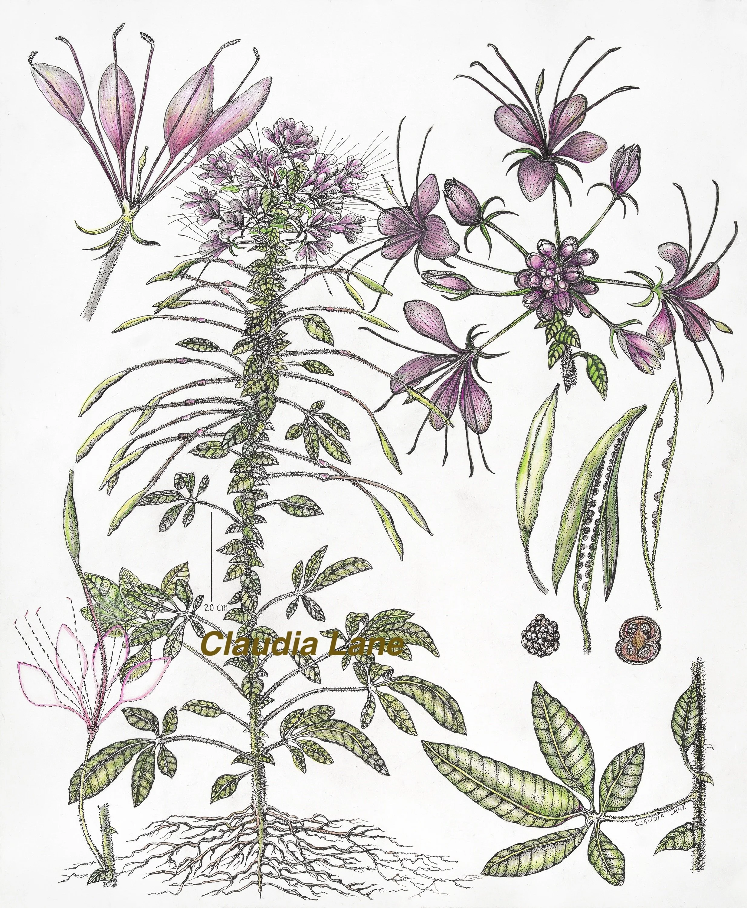 Spider Flower, Deconstructed