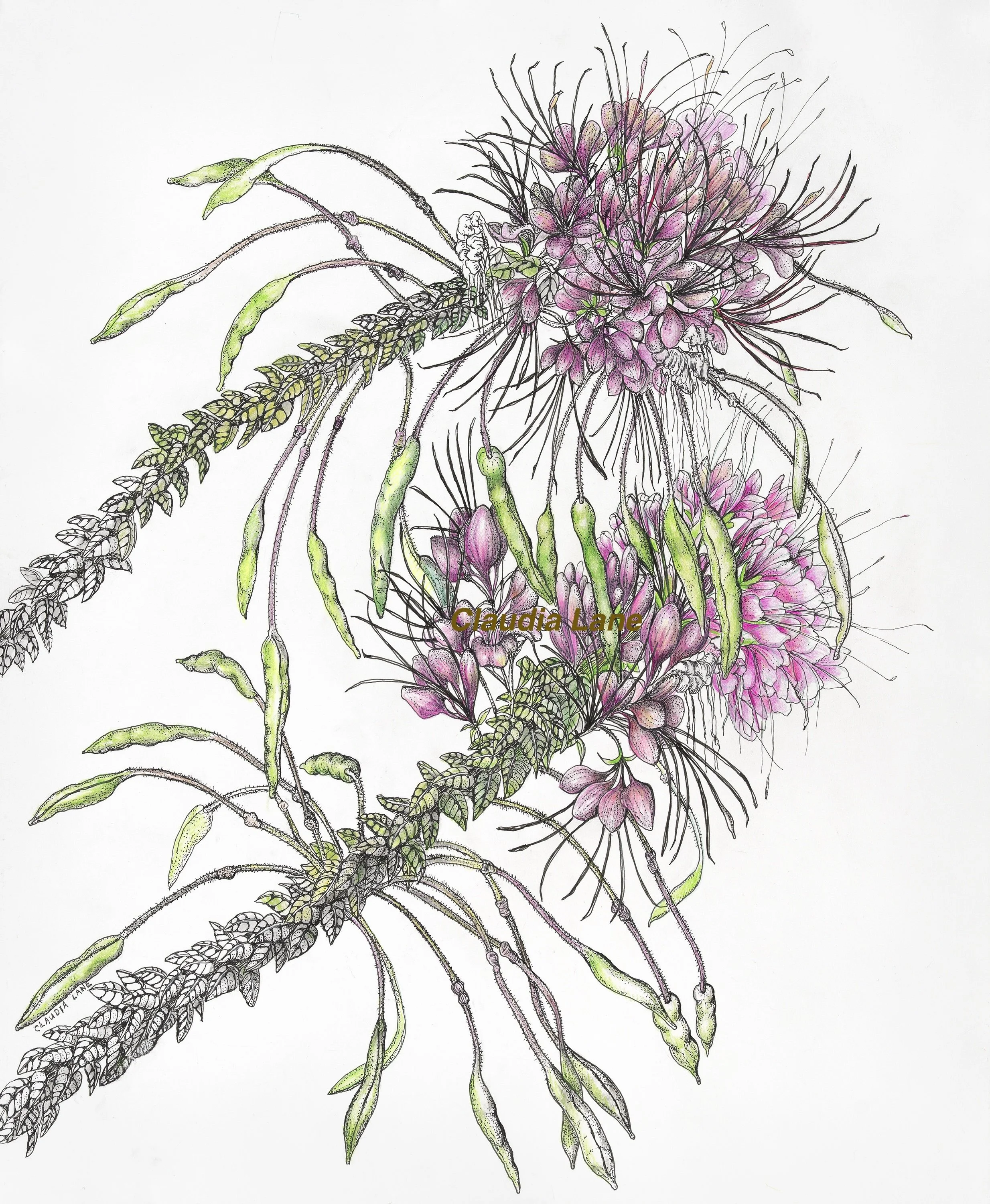 Spider Flowers in Full Bloom