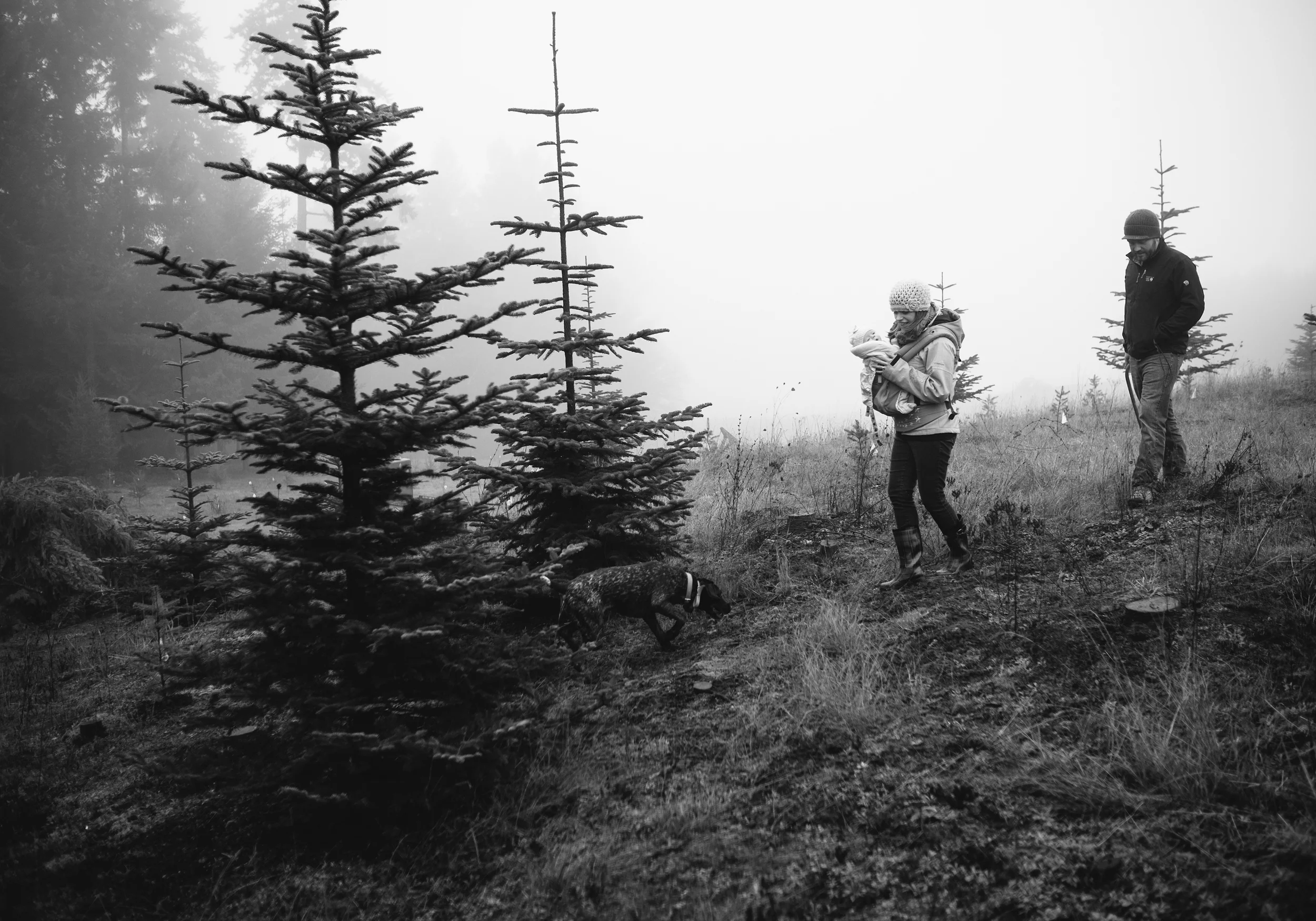 christmas_tree_cutting_53.jpg
