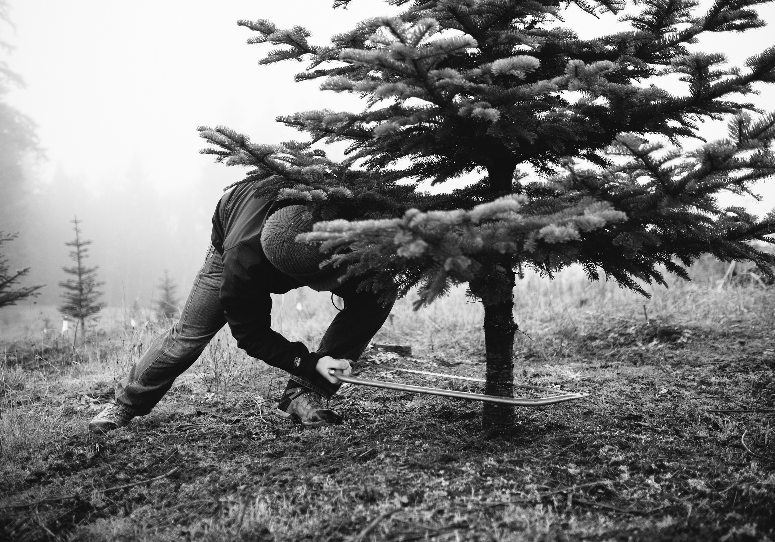 christmas_tree_cutting_57.jpg