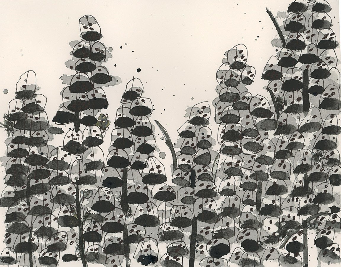 LS2643.jpg