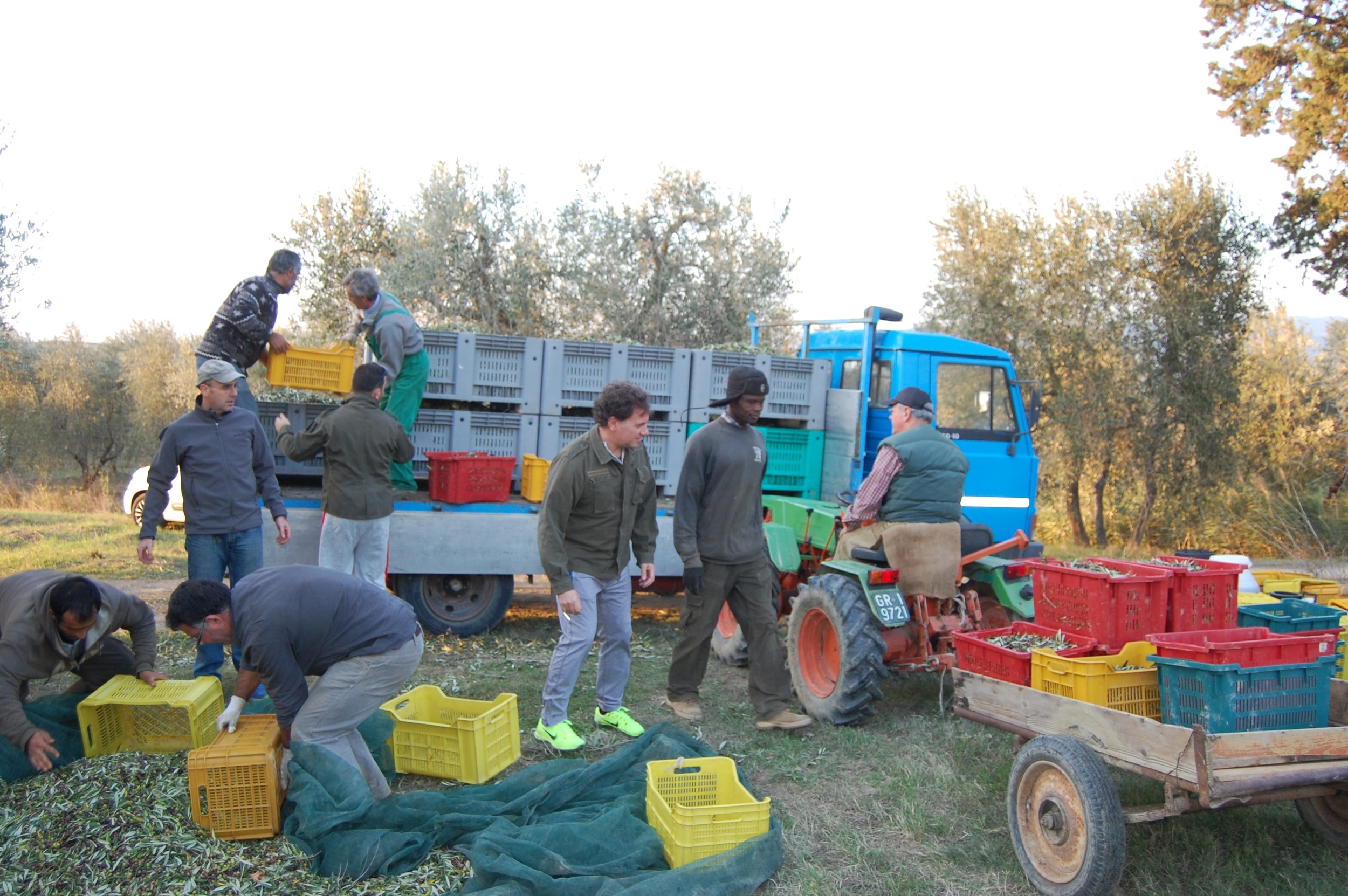 Olive Harvest.jpg