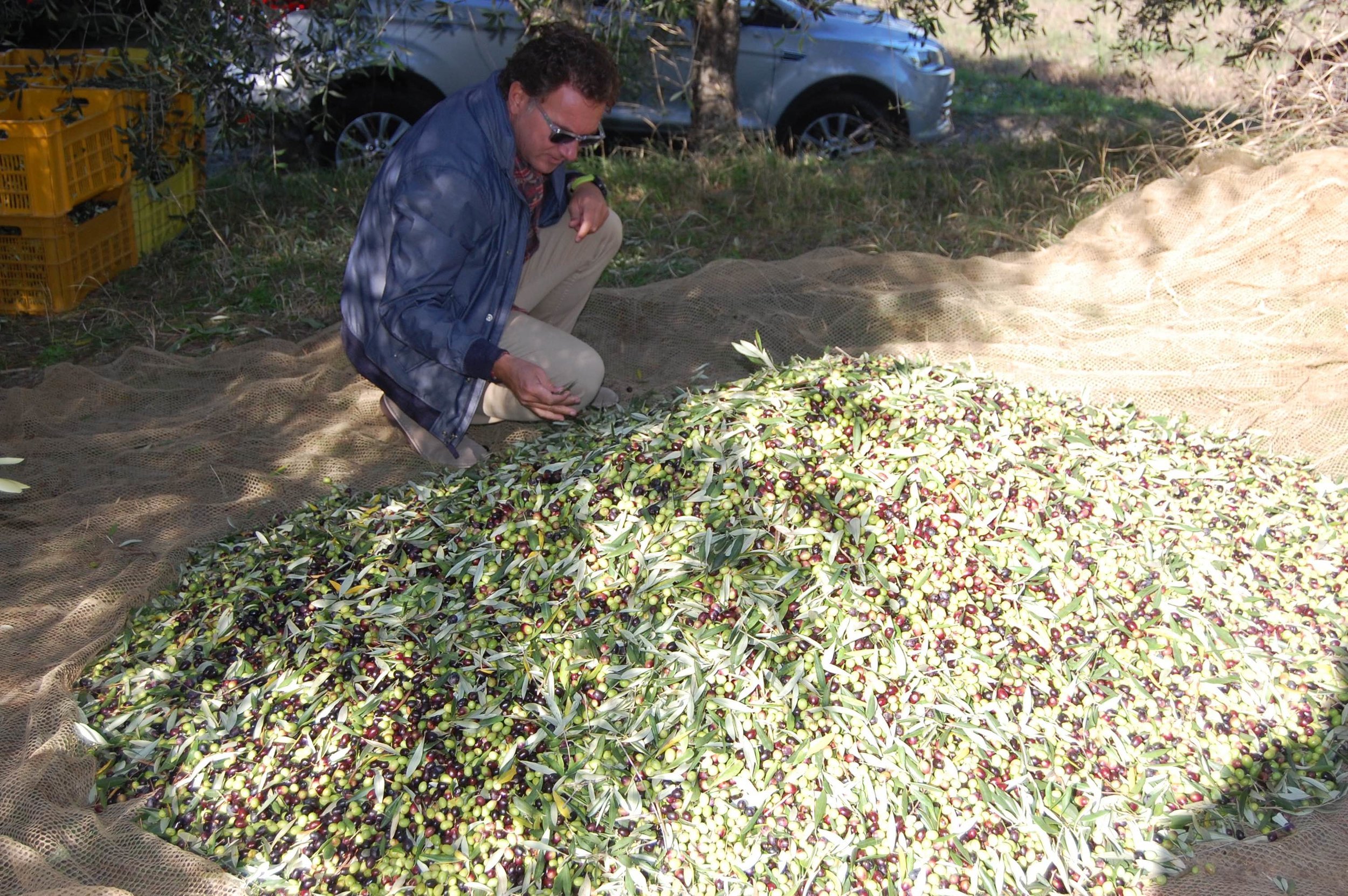 Sorting out the leaves and twigs