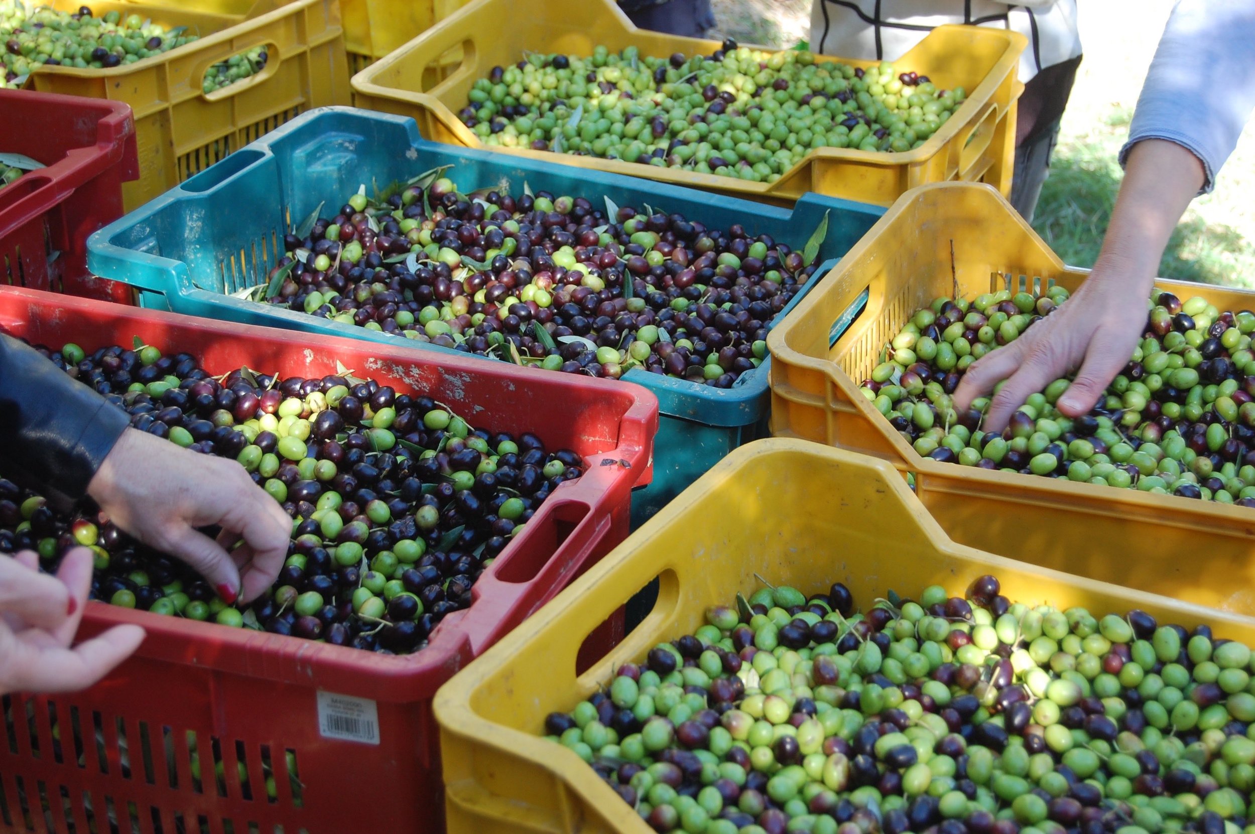 Four olive varieties ready for transport to the pressing mill.