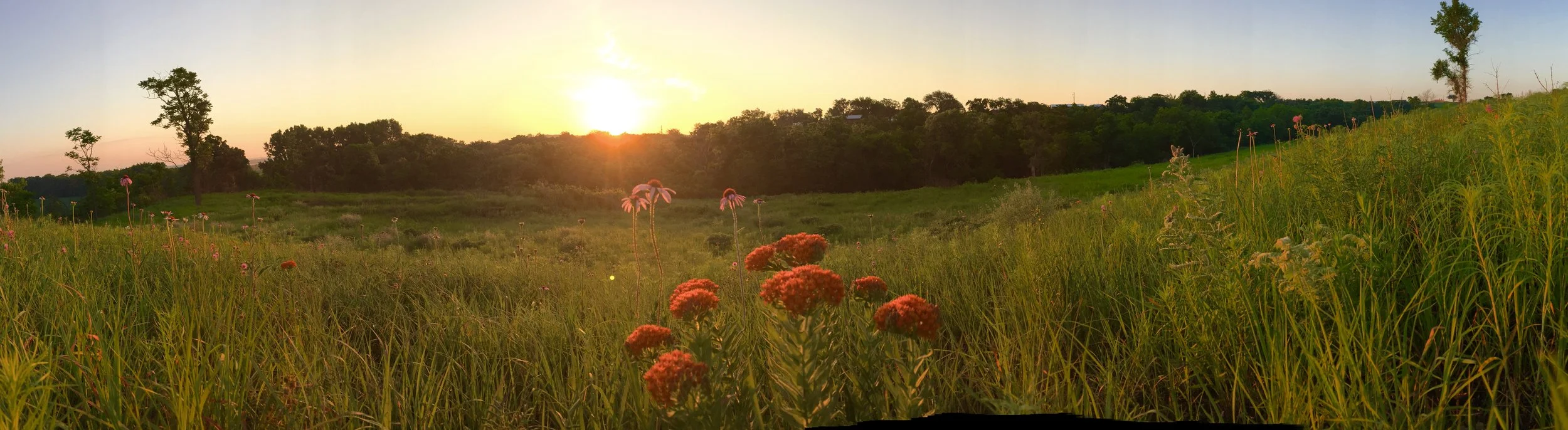 Butterfly Milkweed (orange flower) and purple coneflower cover a hillside at camp wood ymca after the spring burns.