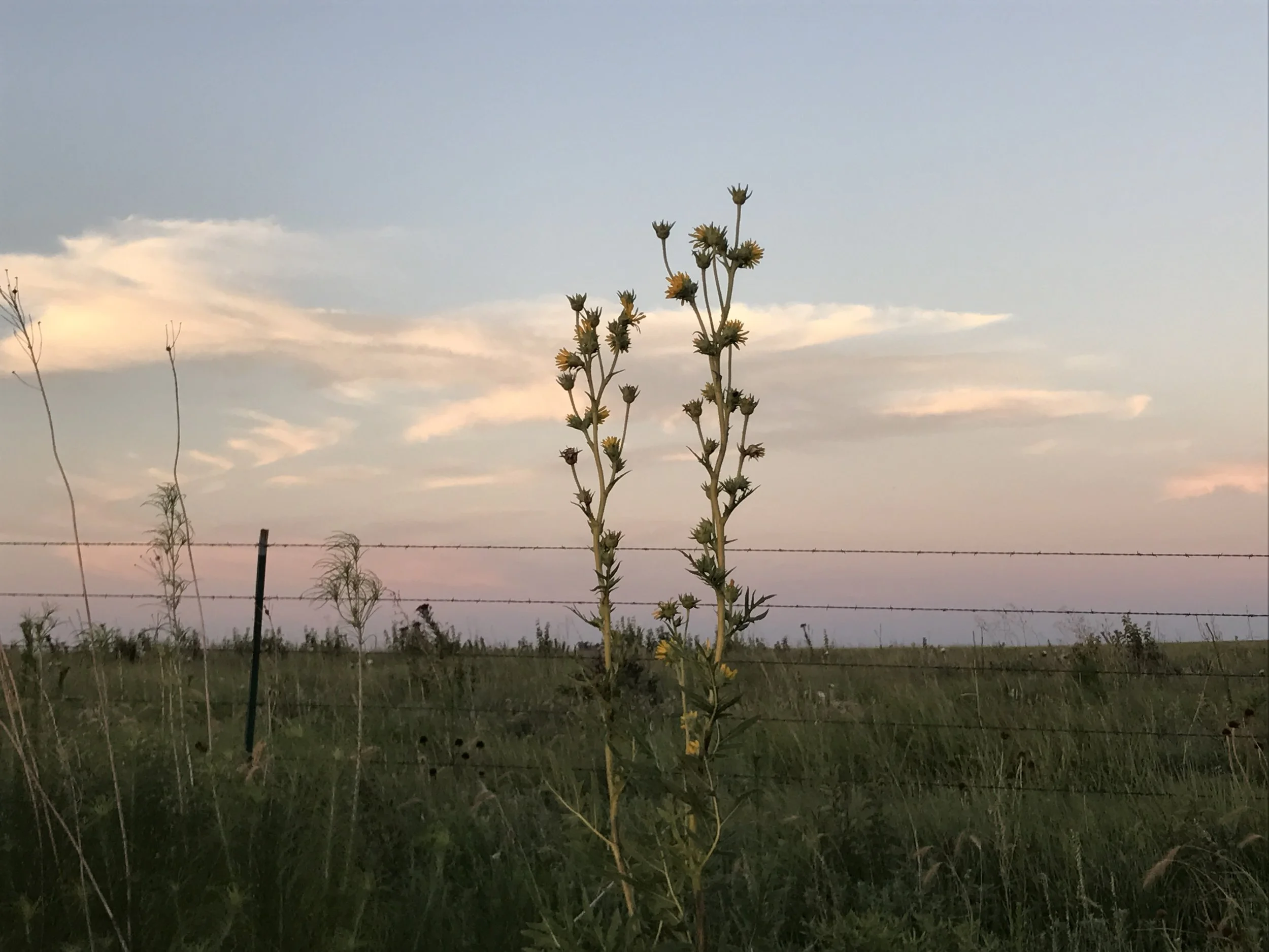 A young sunflower tracks the suns position in the sky which is called heliotropism.
