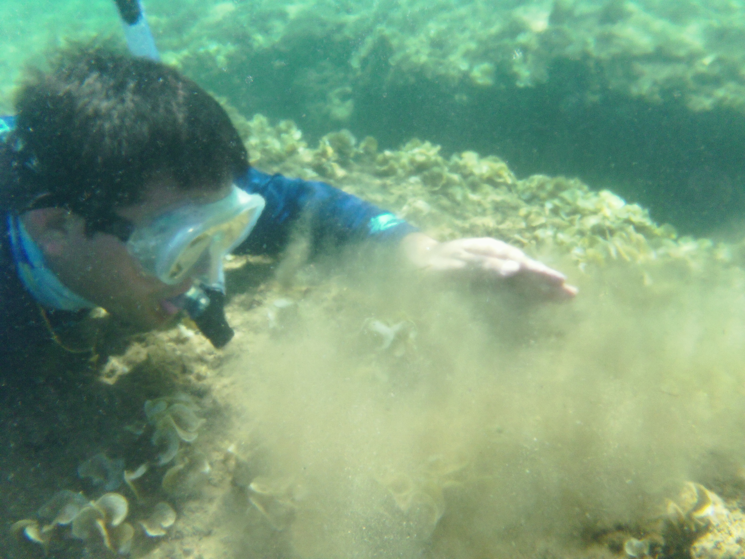 Sediment is layered on coral reefs in Fouha Bay. 
