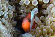 Peter Pinkerton Anemone Fish Photography on canvas 25"x 36" Price $300