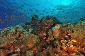 Peter Pinkerton, Coral Garden Photography on canvas, 26"x 38" Price $300
