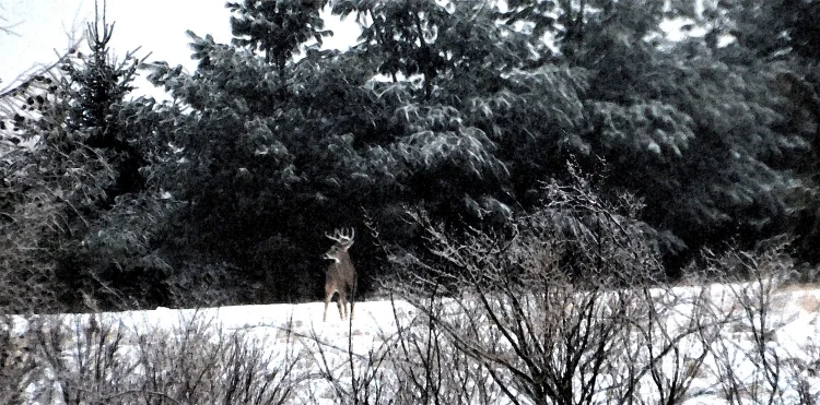 Mary Rapp Reakes, Spirit Animal Photography 11" x 14" Price $250 
