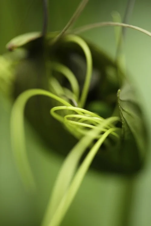 Wendy Hastings, Bat Flower , Photography Price