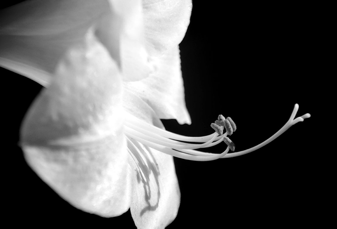 Mary Reakes, Amaryllis Series, DigitalPhotography $250 or 3 for $600