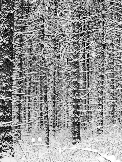 John Bailey, "Overnight Snow", Digital Photography $275