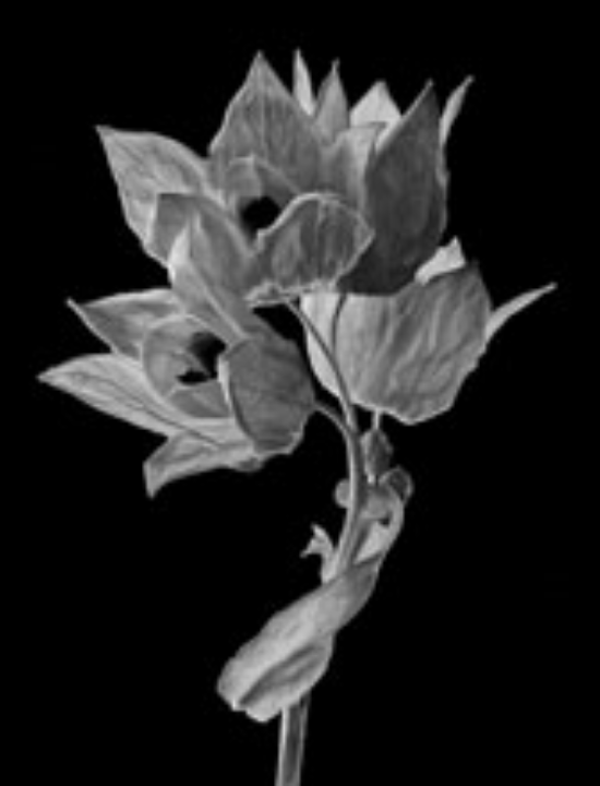 Susan Larkin, "Aquilegia". (Columbine), Metal Print 200