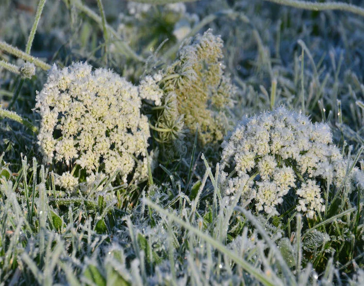 Mary Rapp Reakes, Frost for a Queen II, Photography , $250
