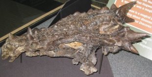 Dragon-like Dinosaur Skull