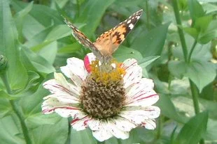 Some of the wonder of God's creation as seen in the Humber family's backyard