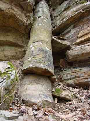 Polystrate fossill