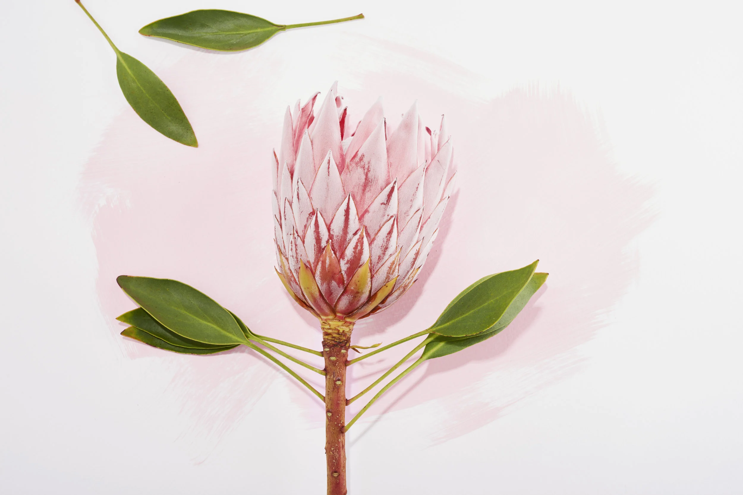 Spring 2017 Slates72379.jpg