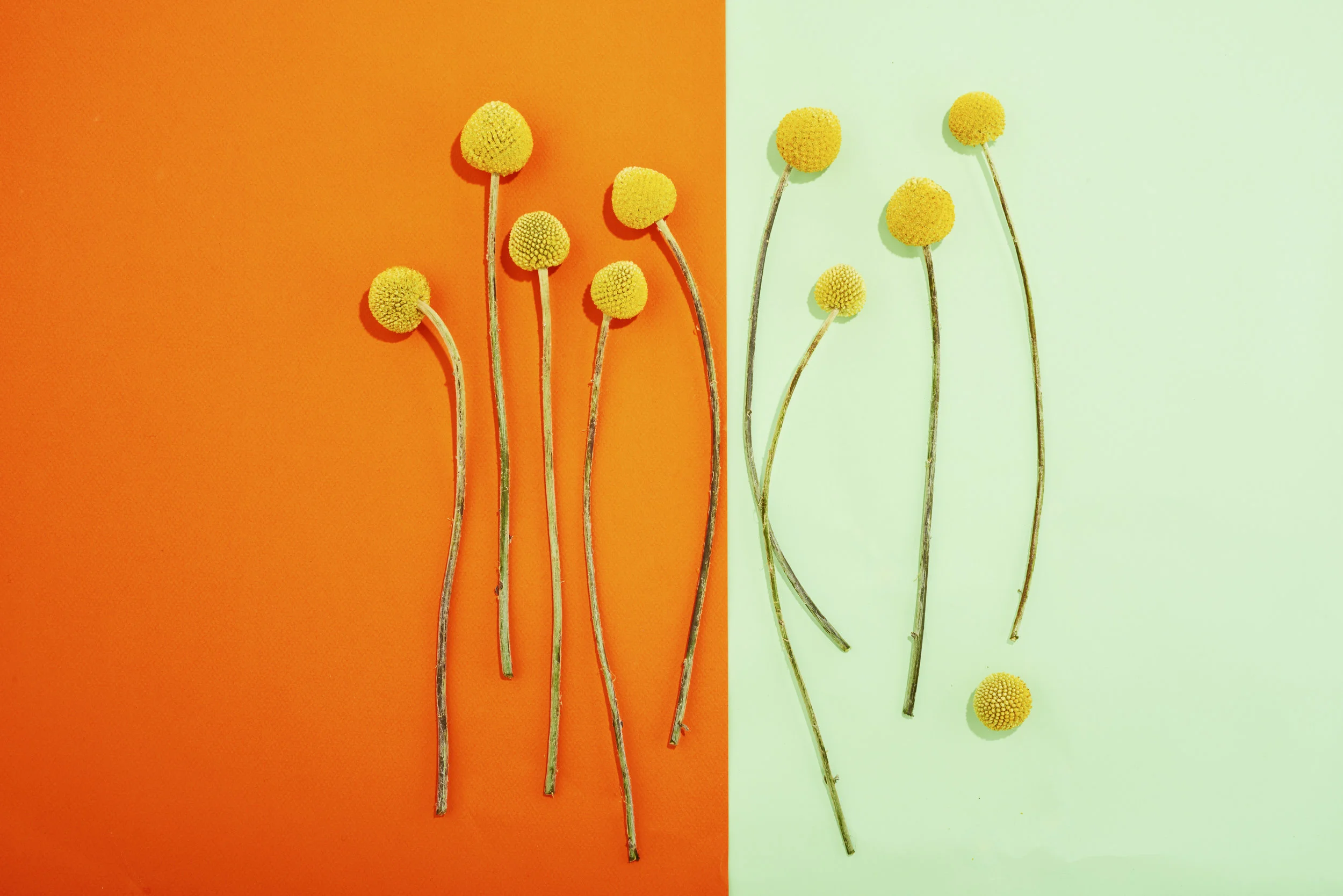 Spring 2017 Slates72526.jpg