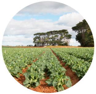 Irrigation Scheduling - Vegetable Farm Randello & Son's 40 Hectare Vegetable Farm in Victoria, Australia have watering events that range from once a week in winter to twice a day in summer. Instead of visting the pump shed every 2 hours, Scheduling from Observant allows them run irrigation events remotely, saving them 2-3 hours a day. 