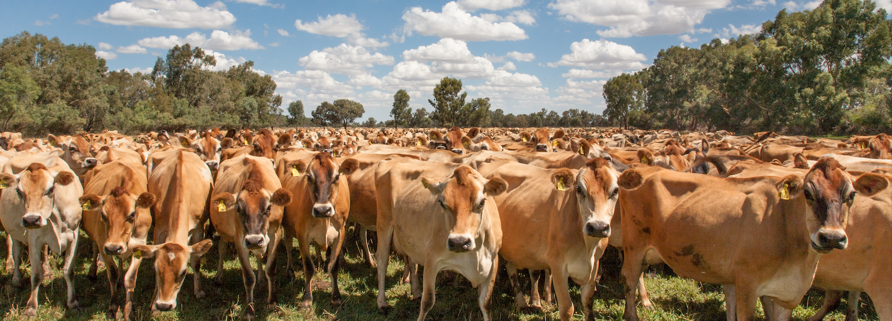 Cows staring.png