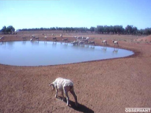 Dam Monitoring