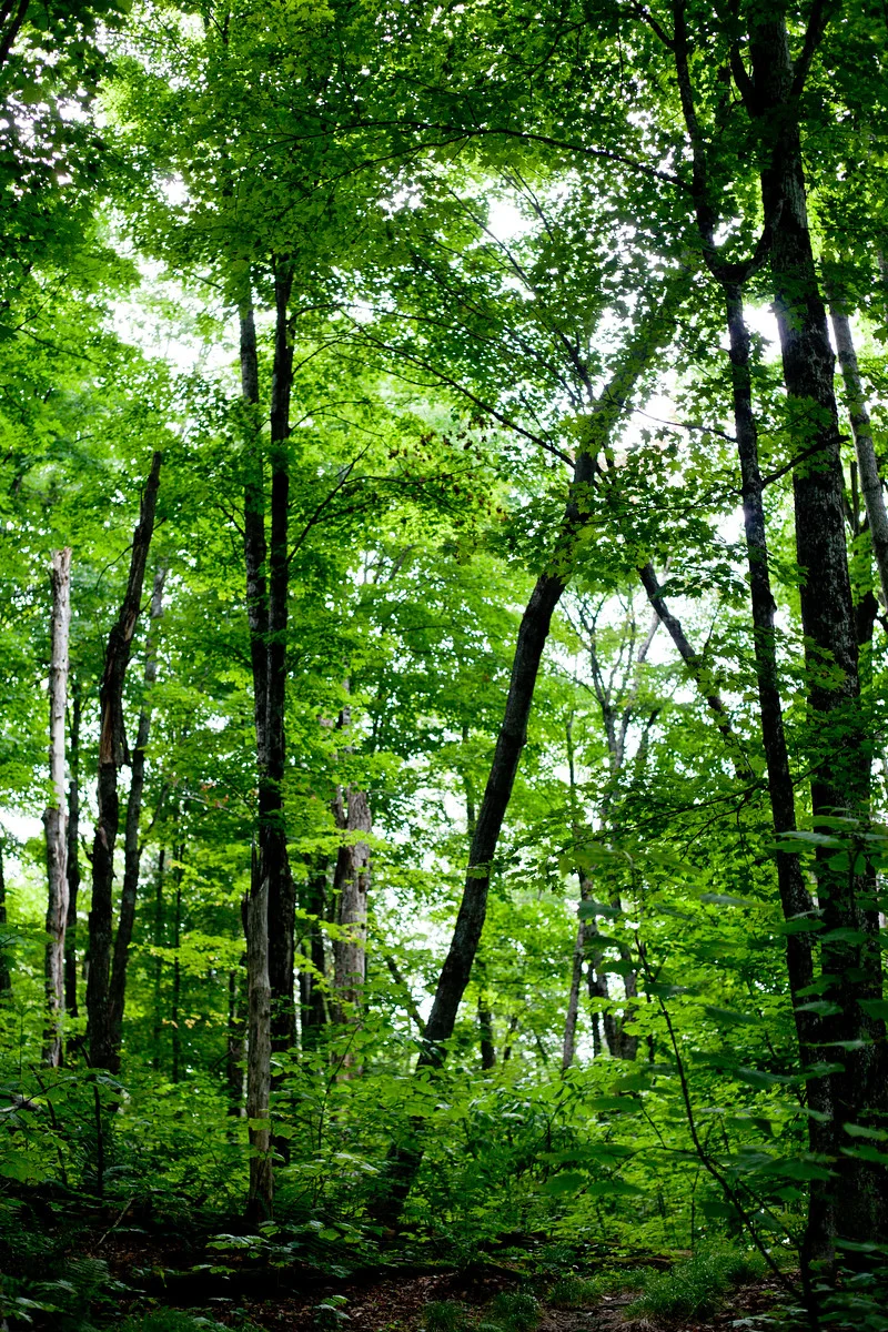 vermont-canopy.jpg