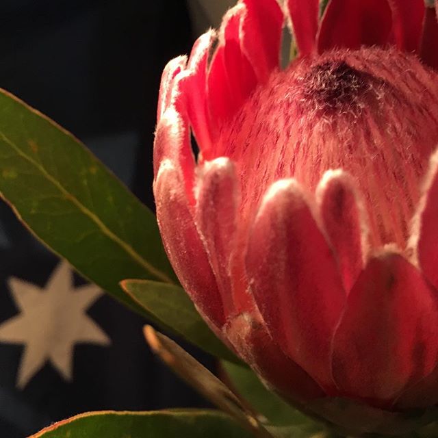 A protea from @secondstreetflowers to fancy up my desk