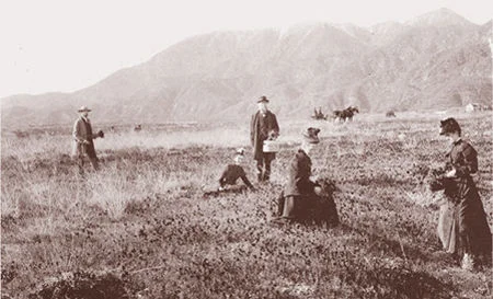 The poppy fields of Altadena, This photo, taken around 1875 to 1880, looks northwest across Altadena toward Millard Canyon. Chiquita Canyon is nearby.