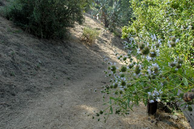Path @ Angelus Mountain Center