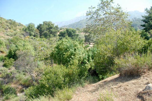 Angelus Mountain Center