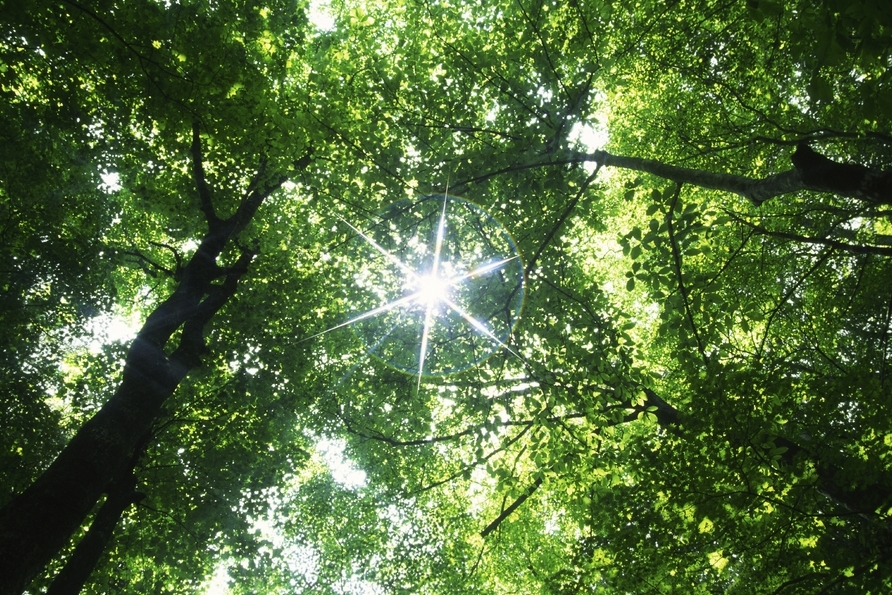 iStock_000003704088Large.jpg