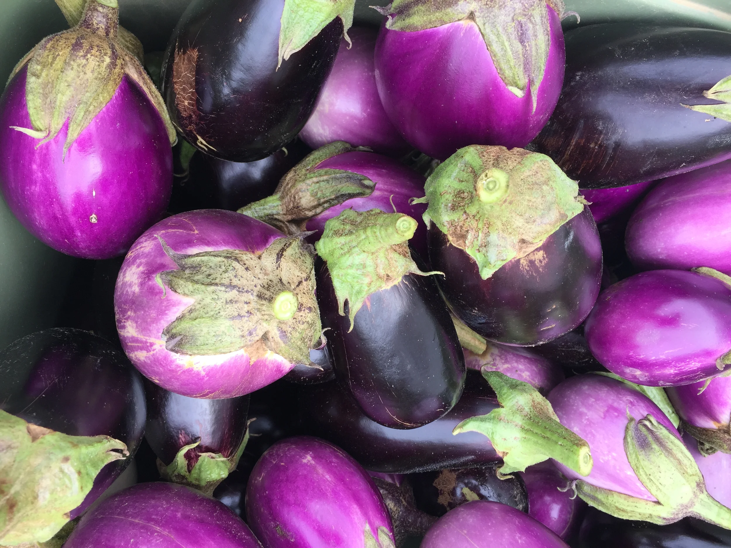 EGGPLANT.jpg