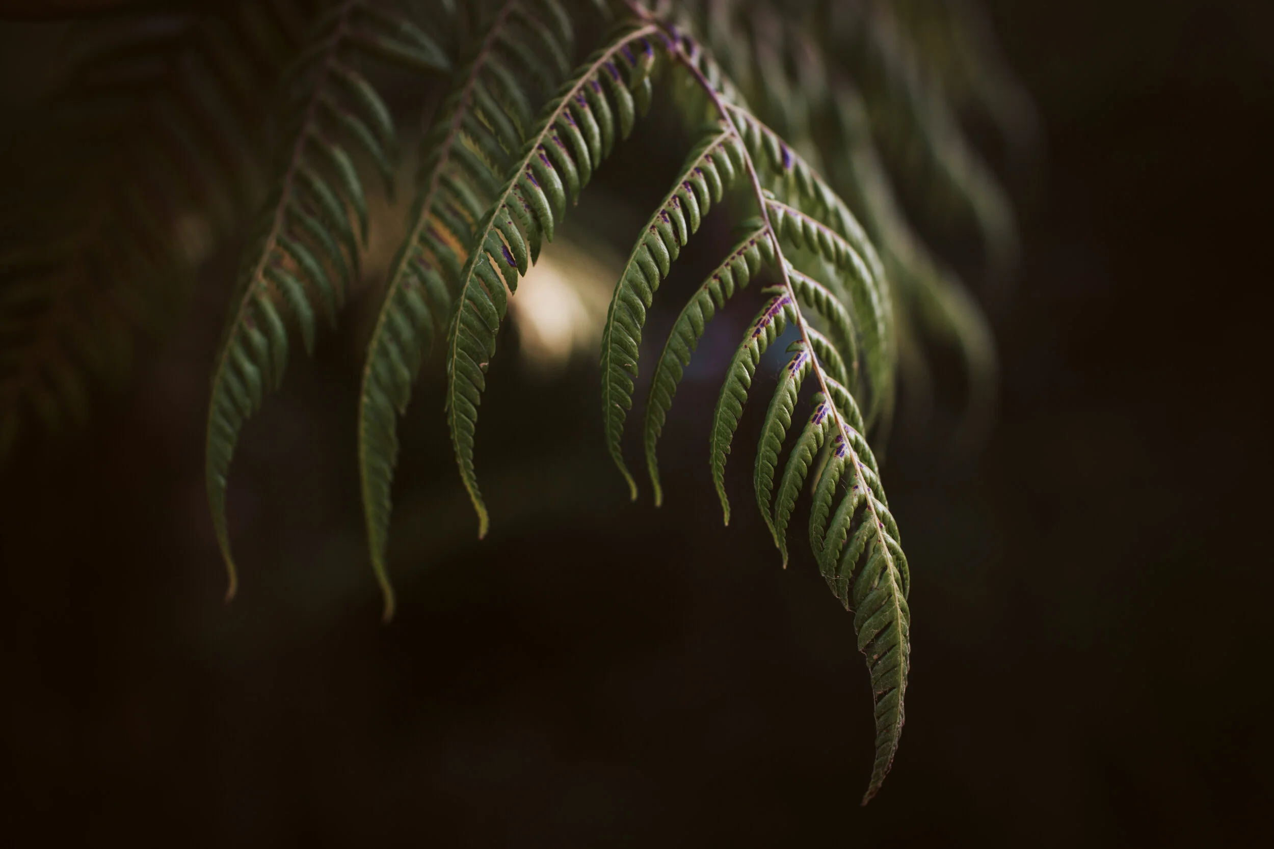 2N8A7457.jpg