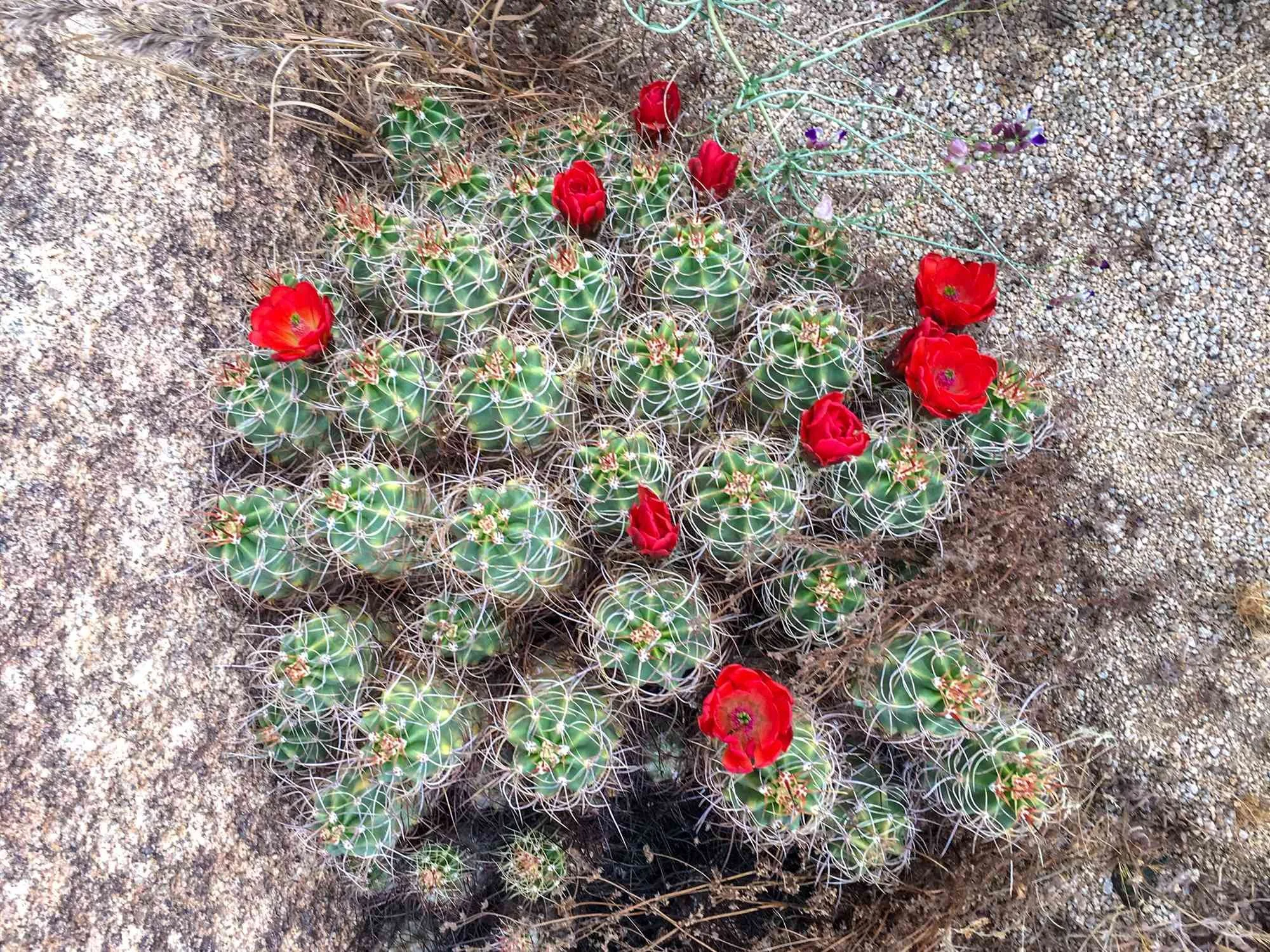 wedding-photo-joshua-tree-los-angeles-046.jpg