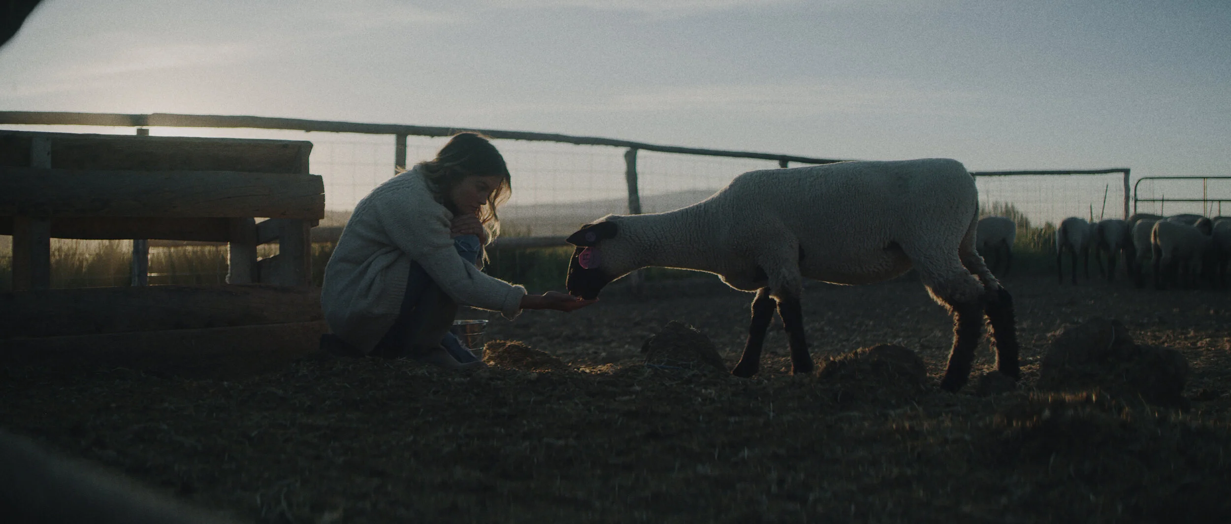 Hannah Feeds Sheep wide.jpg